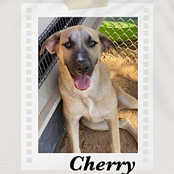 Thumbnail photo of Cherry #1