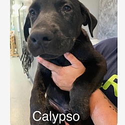 Thumbnail photo of Calypso #2