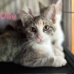 Thumbnail photo of Ollie #3