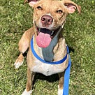 Adopt A Pet :: Opah - Lancaster, OH