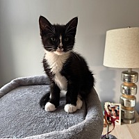 adopt a pet