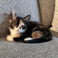 adopt-pet