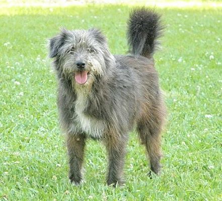 Lake Charles, LA - Standard Schnauzer/Terrier (Unknown Type, Medium ...