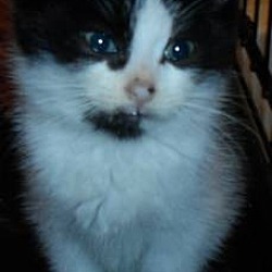 Thumbnail photo of thadeus kitten #1