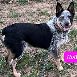 Photo of HOLLY