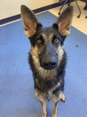 Westland, Mi - German Shepherd Dog. Meet Nori A Pet For Adoption 