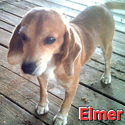 Photo of Elmer