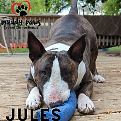 Thumbnail photo of Jules #3