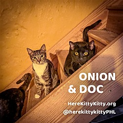 Thumbnail photo of Onion #1