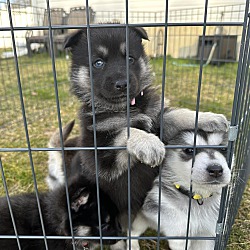 Thumbnail photo of The Spice Girls 5 Husky babies #4