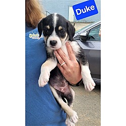 Thumbnail photo of Doyline 10 Duke #1