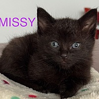 Adopt A Pet :: Missy - Leonardtown, MD