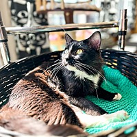 adopt a pet