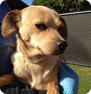 San Marcos Ca Chihuahua Meet Nicole A Pet For Adoption
