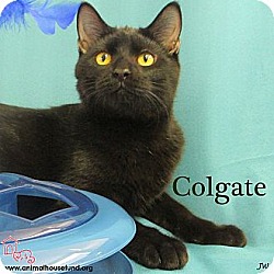 Thumbnail photo of Colgate #2