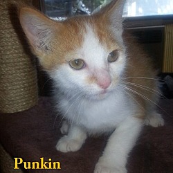Thumbnail photo of PUNKIN #1