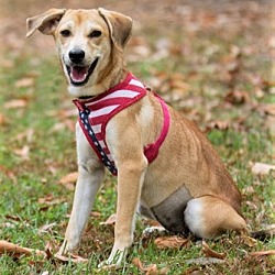 Thumbnail photo of Cheyenne ~ ADOPTED! #4