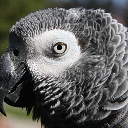 Photo of Chicka’ The African Grey