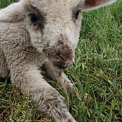 Thumbnail photo of Little Lamb #2