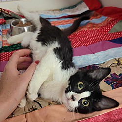 Photo of Pepper! Sweet Kitten Girl!