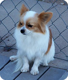 San Angelo Tx Pomeranian Meet Prissy A Pet For Adoption