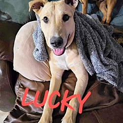 Thumbnail photo of Lucky #1