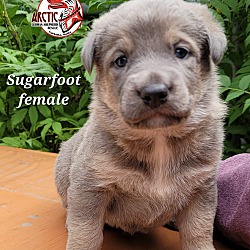 Thumbnail photo of Sugarfoot #1