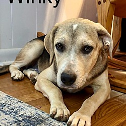 Thumbnail photo of Winky #3