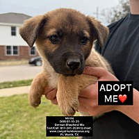adopt a pet
