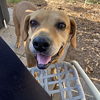 adopt a pet