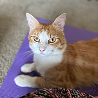 adopt a pet