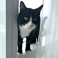 adopt a pet