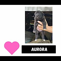 adopt-pet