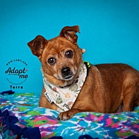 adopt a pet