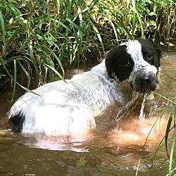 Thumbnail photo of Brian "LOVES To Play In Water" #2