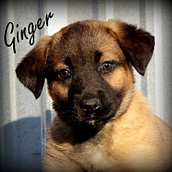 Thumbnail photo of Ginger~adopted! #2