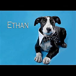 Thumbnail photo of ETHAN #1