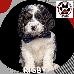 Photo of RIGBY