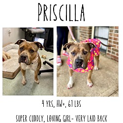 Thumbnail photo of Priscilla #1