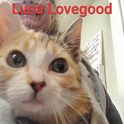 Photo of Luna Lovegood (Wh Feral 1)