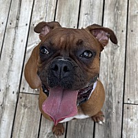 adopt-pet