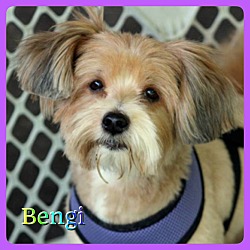 Thumbnail photo of Bengi #1