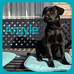 Photo of Argyle