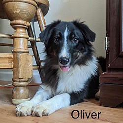 Photo of Oliver