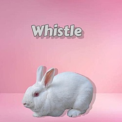 Photo of Whistle (bonded with Bogo)