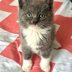 Photo of Sylvania (fluffy baby kitten)