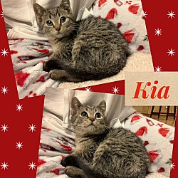 Thumbnail photo of Kia #2