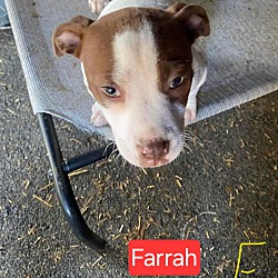 Photo of Farrah in CT