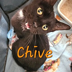 Photo of Chive