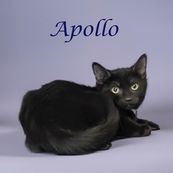 Thumbnail photo of Apollo (C24-139) #1